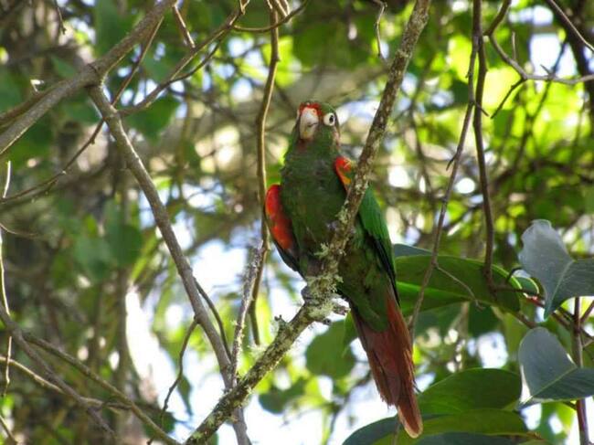 Lora Serrana/ Corpamag.