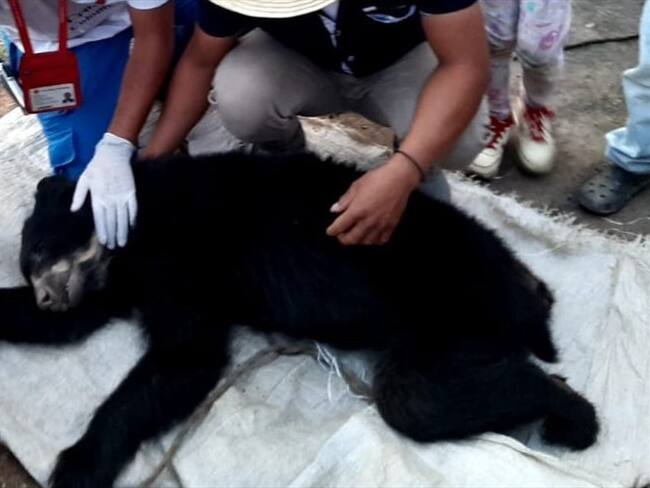 Aunque socorristas intentaron salvarle la vida, la osa murió por la gravedad de las heridas. Foto: Defensa Civil