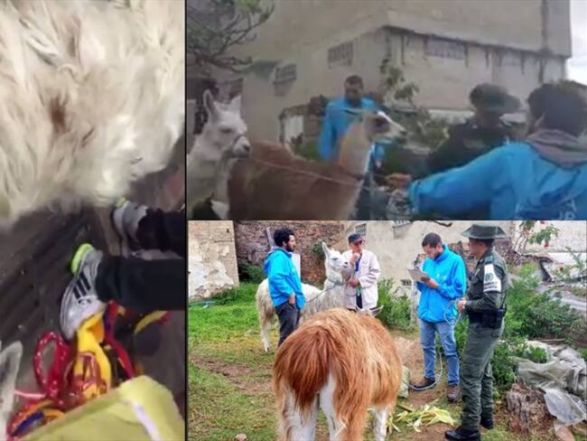 Llamas fueron rescatadas por el distrito tras denuncias de los ciudadanos. Foto: ProtecciónAnimal BOG‏ @AnimalesBOG