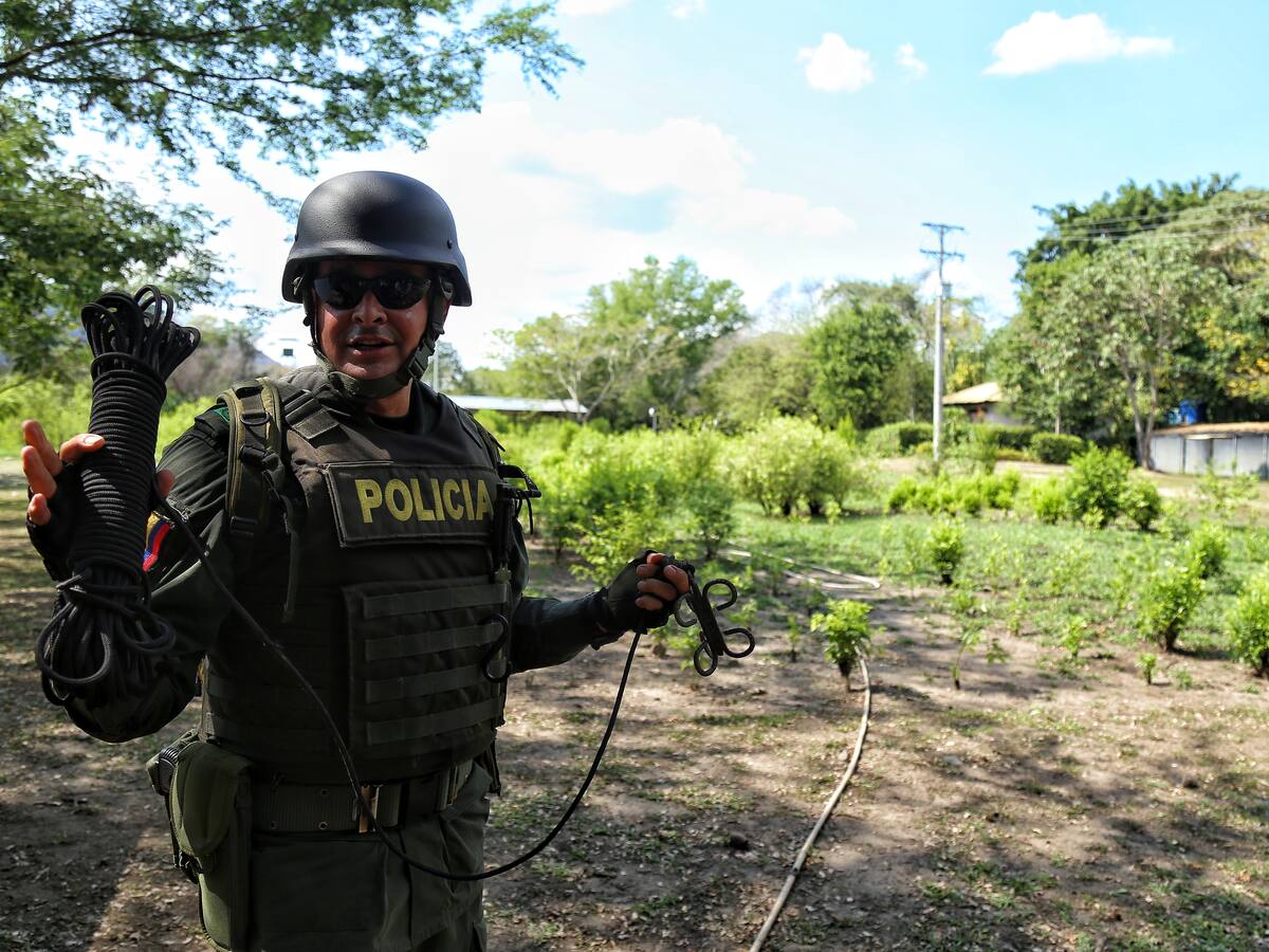 Reducción en meta de erradicación de cultivos ilícitos: 50.000 a 20.000 hectáreas