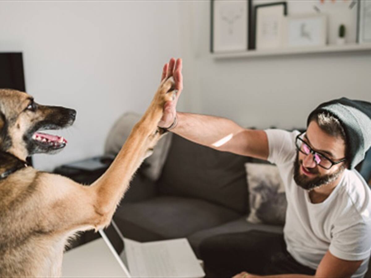¿Los perros reaccionan a la tristeza de los humanos?