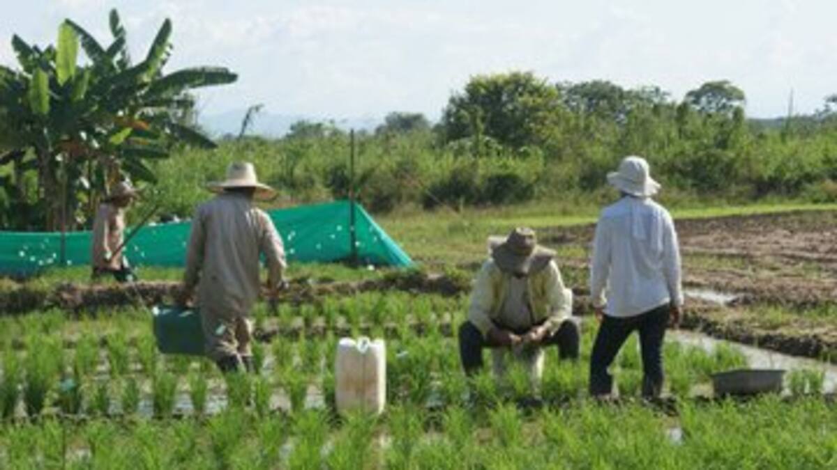 Arroceros proponen reunión extraordinaria a la MinAgricultura para hablar sobre incentivos