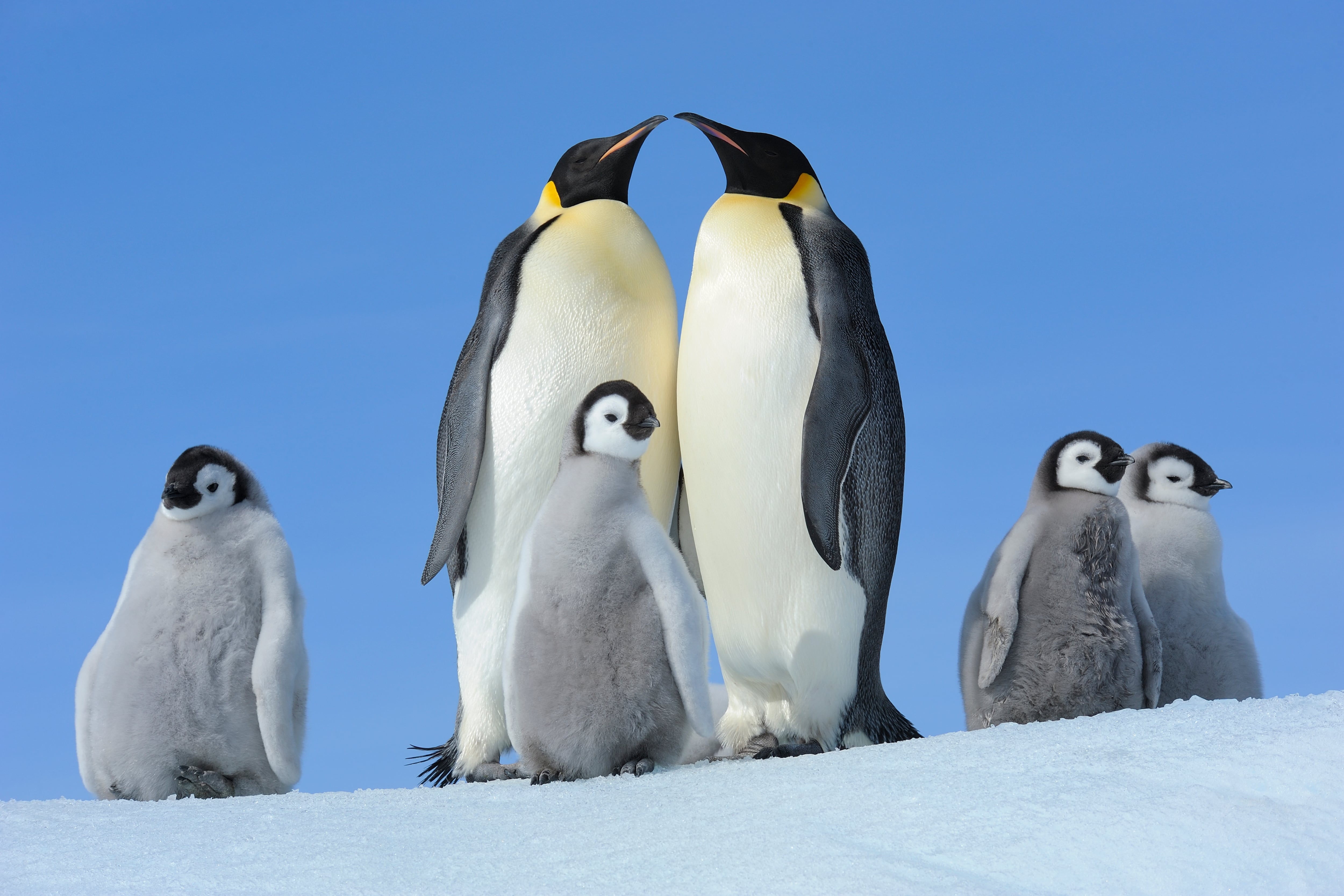Pingüinos | Foto: GettyImages