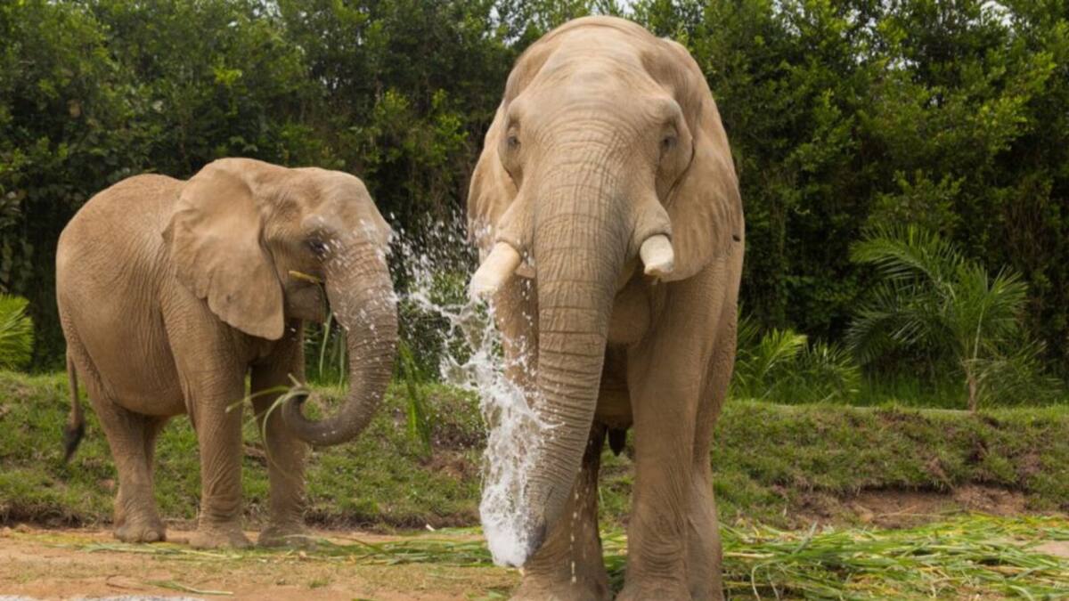 Pereira le apuesta a la conservación de la fauna y la flora