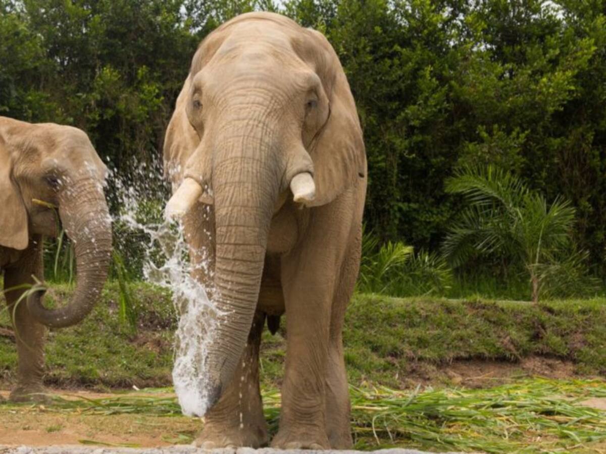 Pereira le apuesta a la conservación de la fauna y la flora