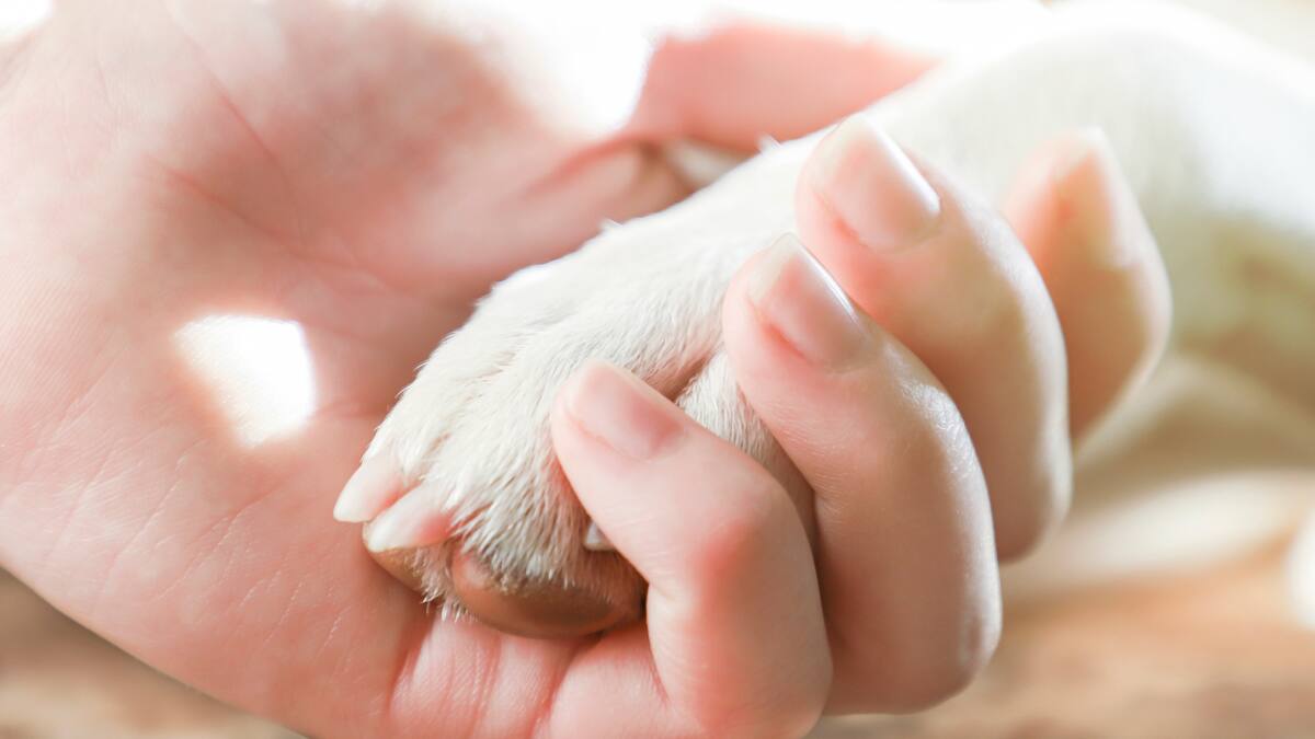 Denuncia: “Funeraria Los Olivos no me quiere devolver las cenizas de mi perro”