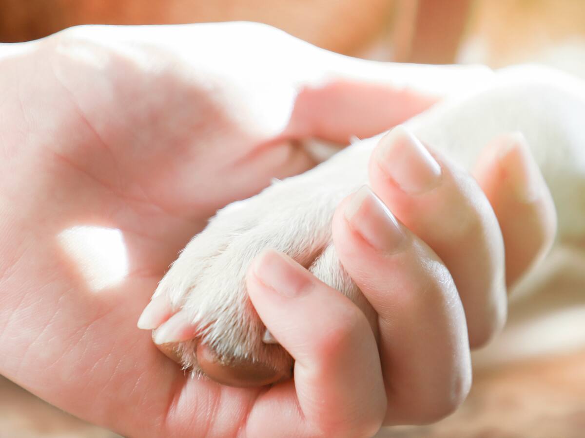 Denuncia: “Funeraria Los Olivos no me quiere devolver las cenizas de mi perro”