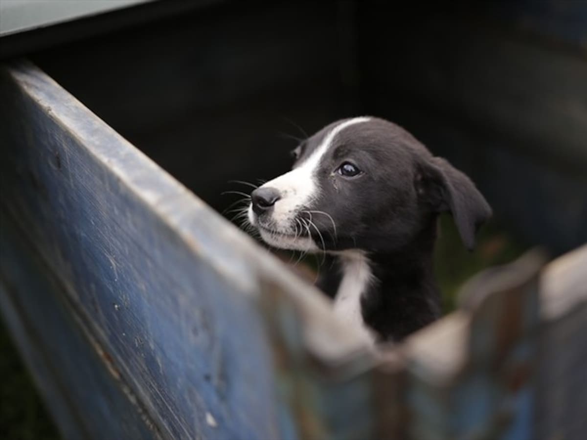 Más de 12.000 mascotas han sido abandonadas en Cundinamarca durante la pandemia