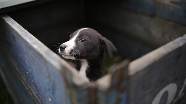 En la pandemia por el COVID-19, 12.430 mascotas de compañía abandonadas en las vías de Cundinamarca. Foto: Colprensa / SERGIO ACERO