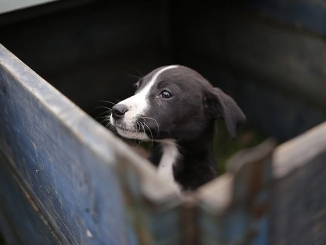 En la pandemia por el COVID-19, 12.430 mascotas de compañía abandonadas en las vías de Cundinamarca. Foto: Colprensa / SERGIO ACERO
