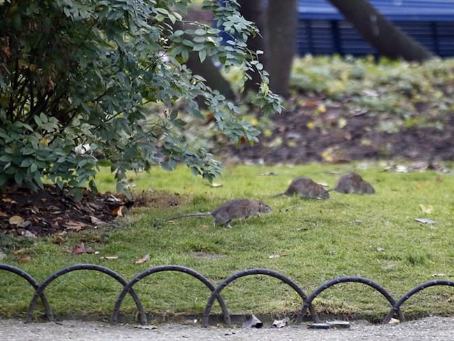 París lanzó una nueva campaña de exterminación para combatir su creciente población de ratas. Foto: Associated Press - AP - Francois Mori