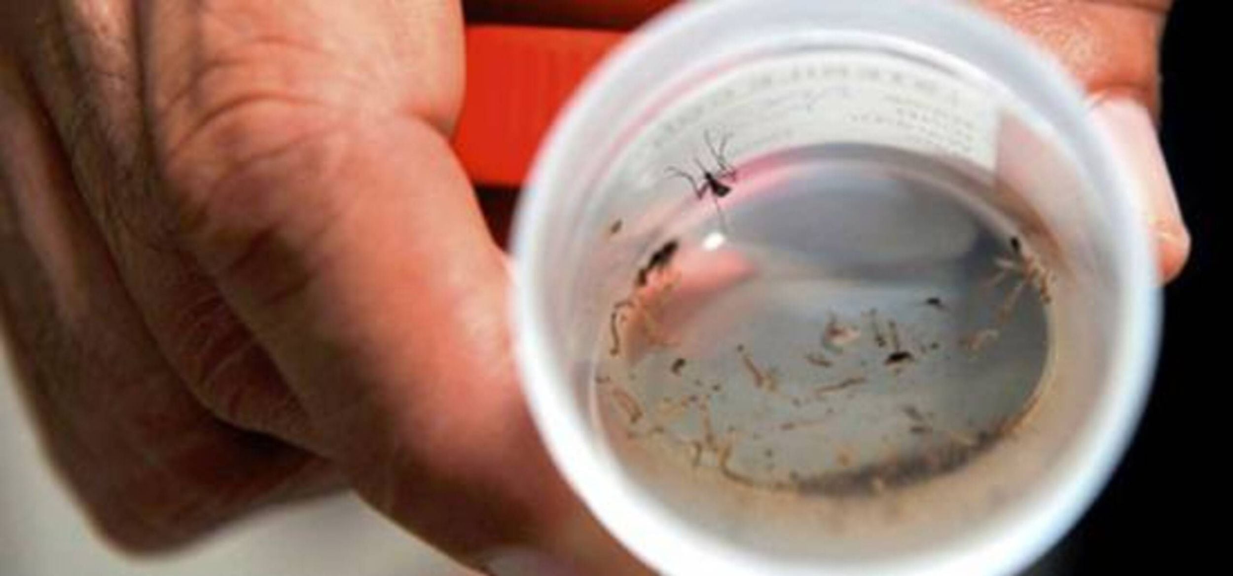 Foto: Dengue / Colprensa