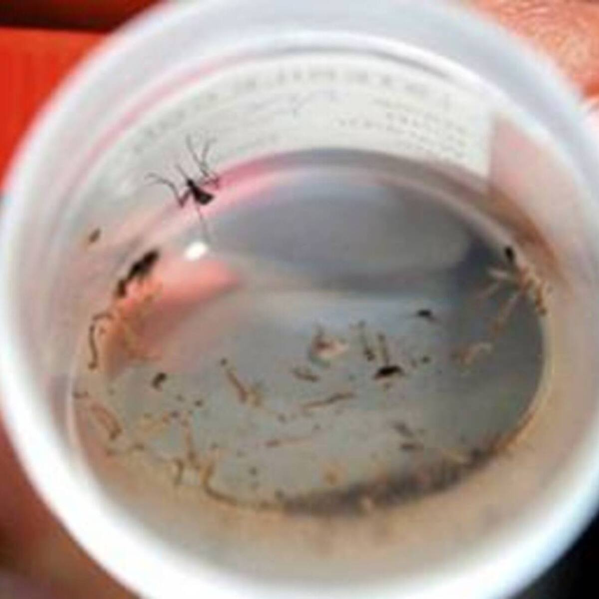 Cierran unidad de Clínica en el Atlántico por menor que falleció por dengue
