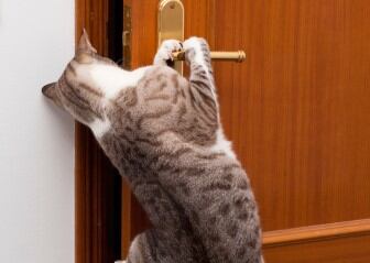 Imagen de referencia de gato abriendo puerta. Foto: Getty