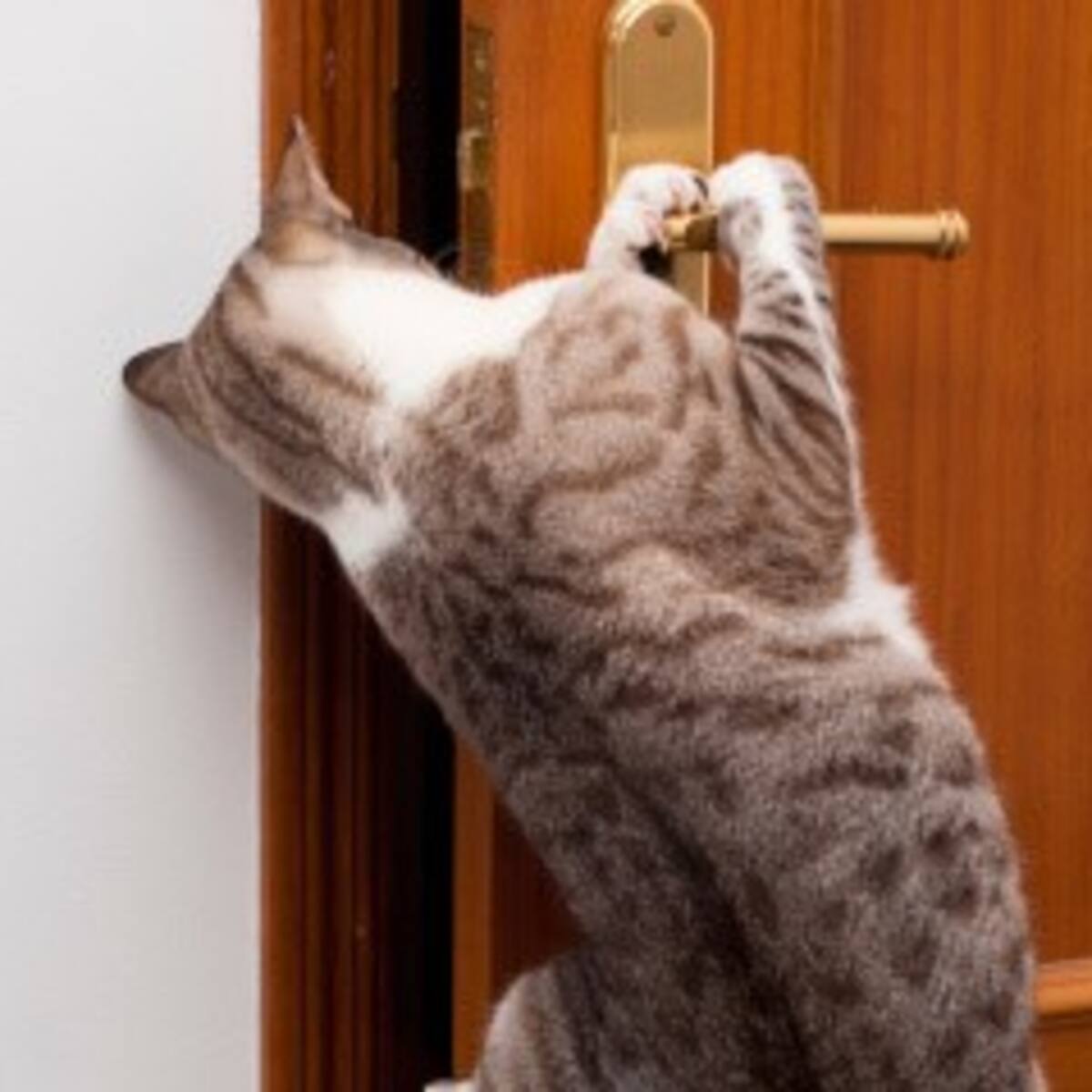 Video: un gato le abre la puerta a su dueña que dejó las llaves dentro de su apartamento