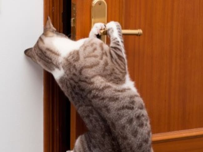 Imagen de referencia de gato abriendo puerta. Foto: Getty