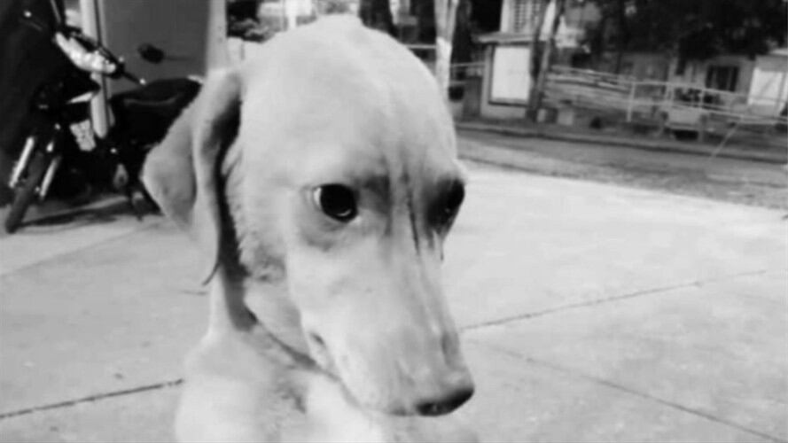‘Monito’, el perro que murió en el atentado a un CAI en Tuluá. Foto: Twitter: @ClaraLuzRoldan