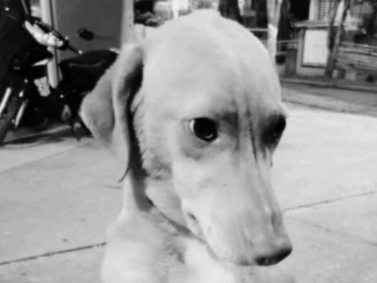 Video: Conozca a ‘Monito’, el perro que murió en el atentado a un CAI en Tuluá