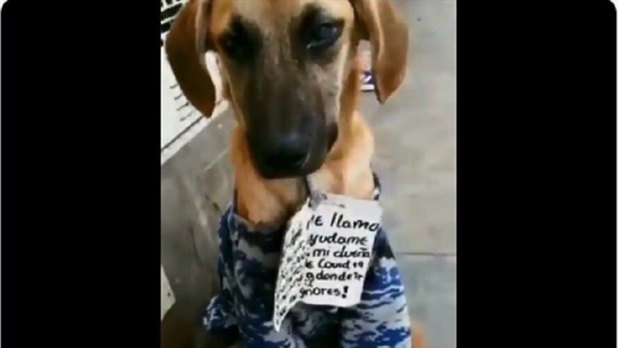 'Chester' con su letrero buscando hogar. Foto: captura del pantalla.