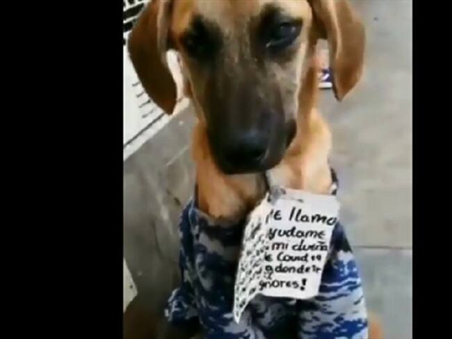 'Chester' con su letrero buscando hogar. Foto: captura del pantalla.