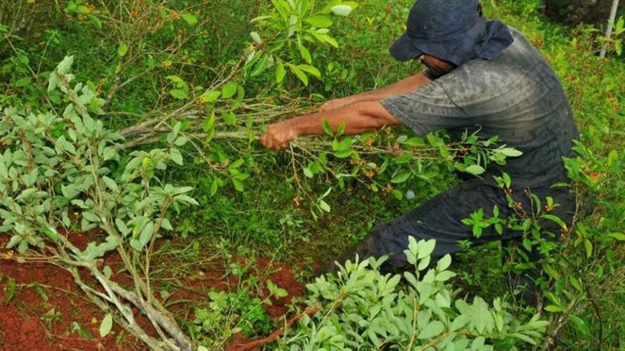 Nariño tiene tanta coca como Perú: ONU. Foto: Colprensa