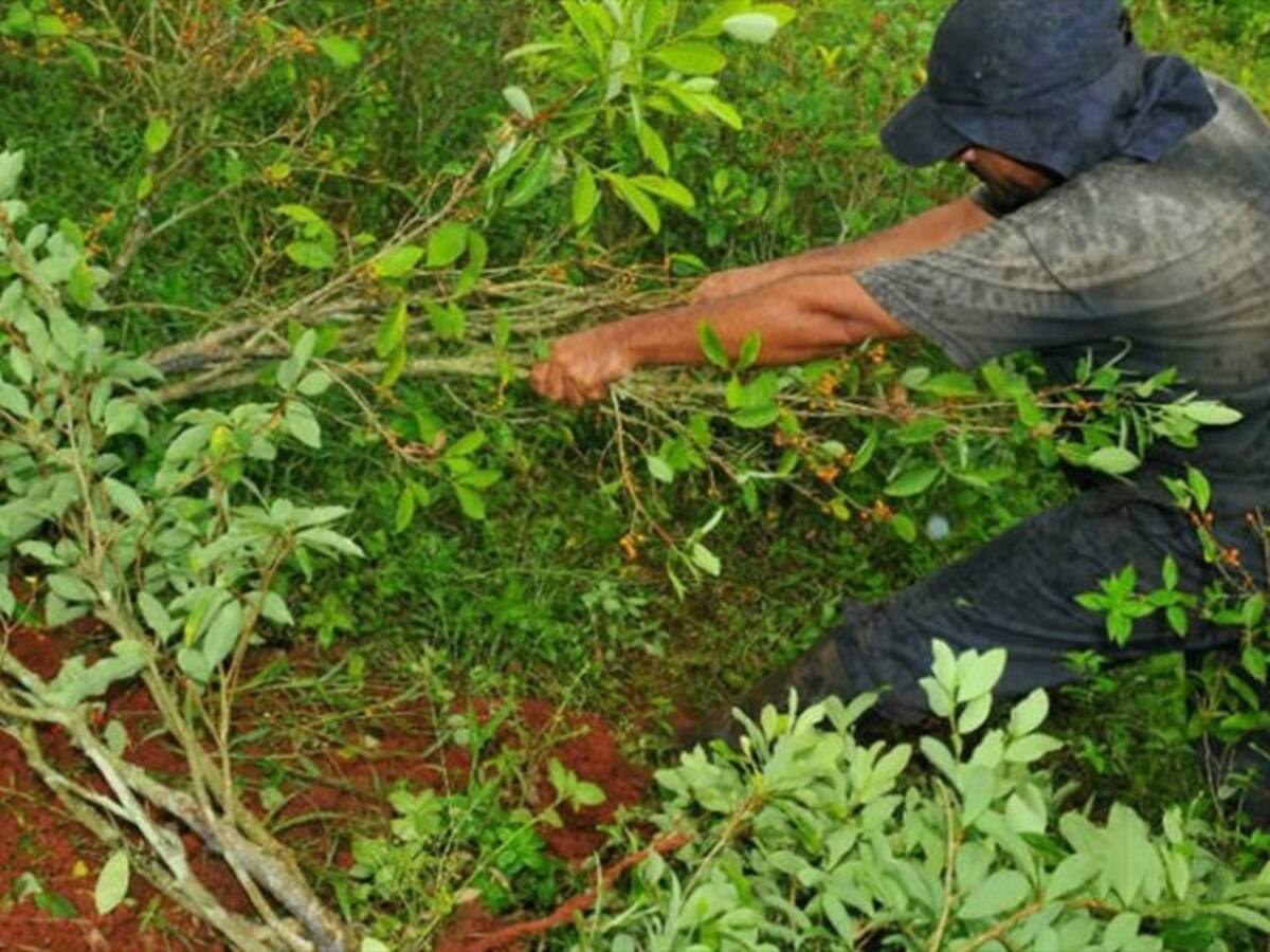 Nariño tiene tanta coca como Perú: ONU