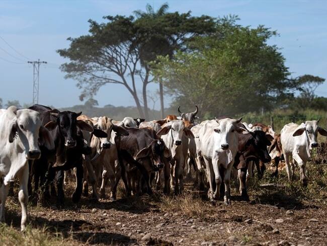 El próximo miércoles 27 de febrero, la Contraloría visitará a Fedegán para revisar información de parafiscalidad ganadera. Foto: Getty Images