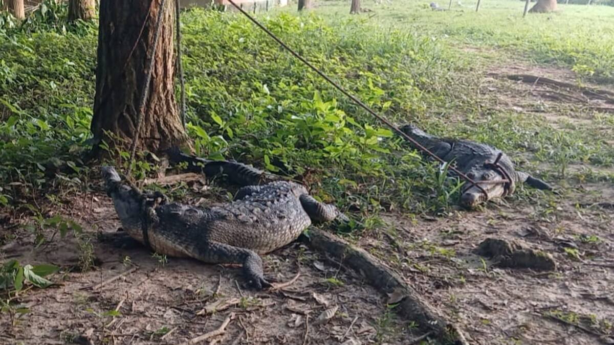 Recuperan tres de los 73 caimanes que se fugaron de una estación experimental en Sucre