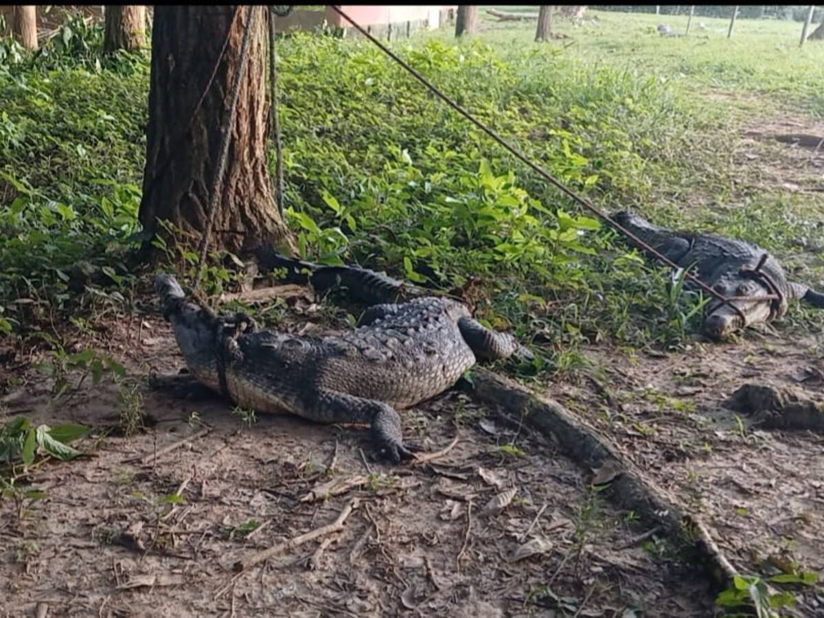Recuperan tres de los 73 caimanes que se fugaron de una estación experimental en Sucre