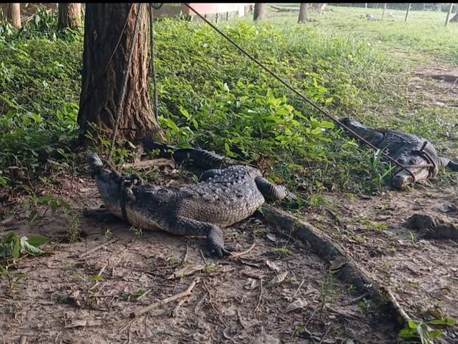 Recuperan tres de los 73 caimanes que se fugaron de una estación experimental en Sucre. Foto: prensa Corpomojana.