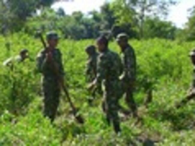 ¿Qué opina de la preocupación por el aumento de los cultivos ilícitos en Colombia?