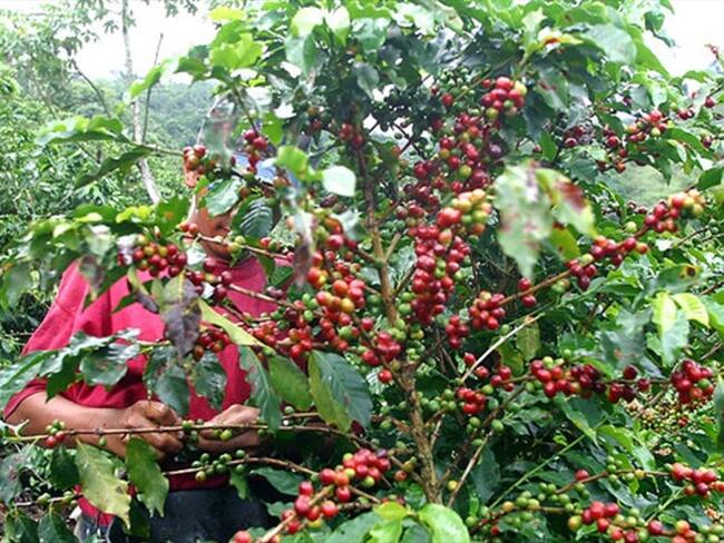 Gobierno dio a conocer sus expectativas para el cierre de producción de café de este año. Foto: Colprensa