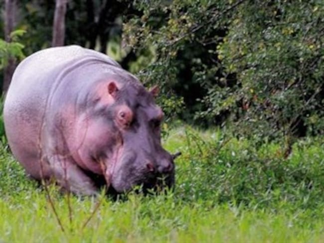 Habla cazador del hipopótamo &#039;Pepe&#039;