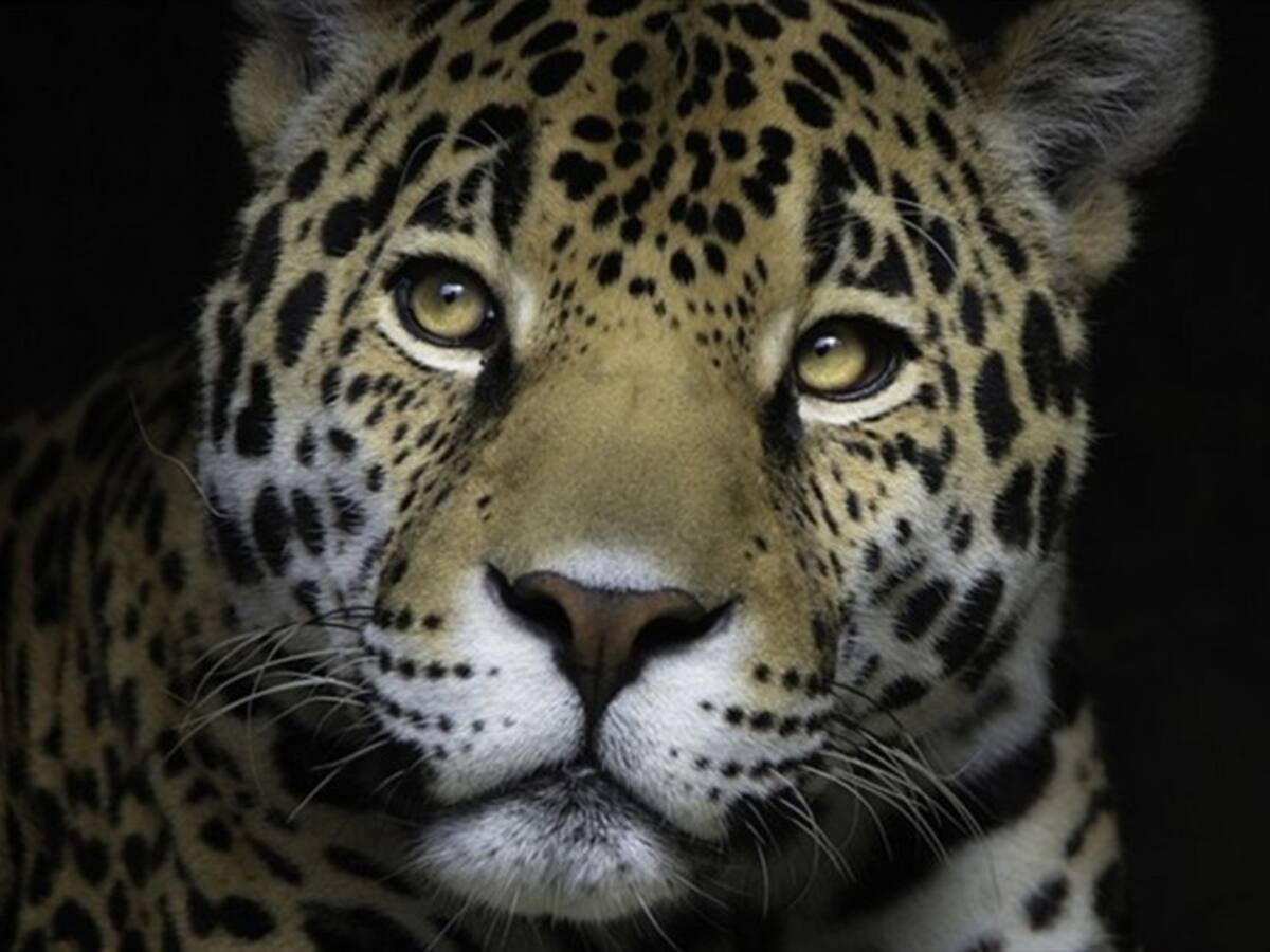Ataque de jaguar deja una niña muerta y un herido en Cubará, Boyacá