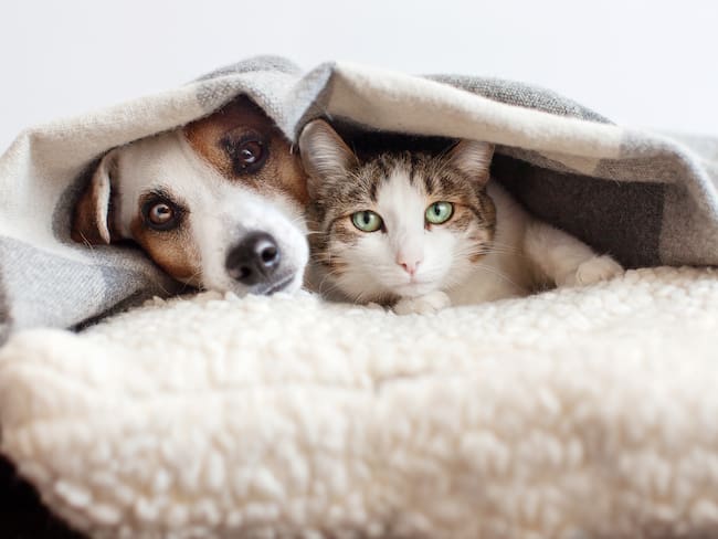 Gato y perro juntos debajo de una cobija (Foto vía GettyImages)