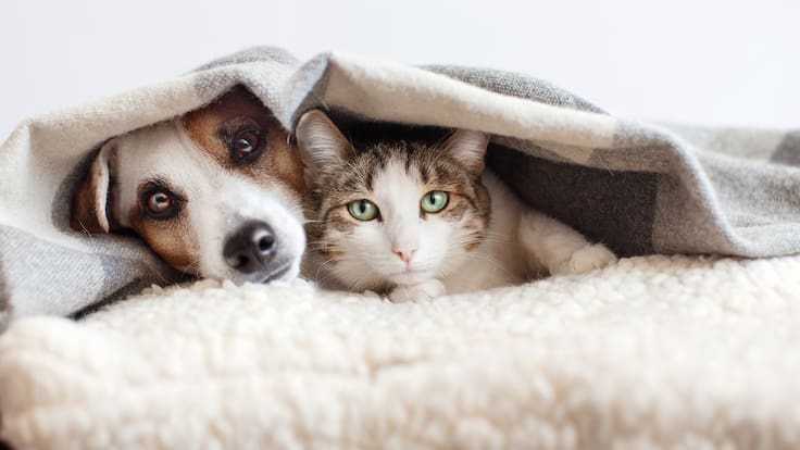Gato y perro juntos debajo de una cobija (Foto vía GettyImages)