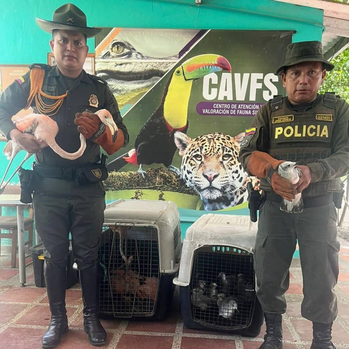 Recuperados 14 flamencos rosados y 9 gaviotas en Ciénaga, Magdalena
