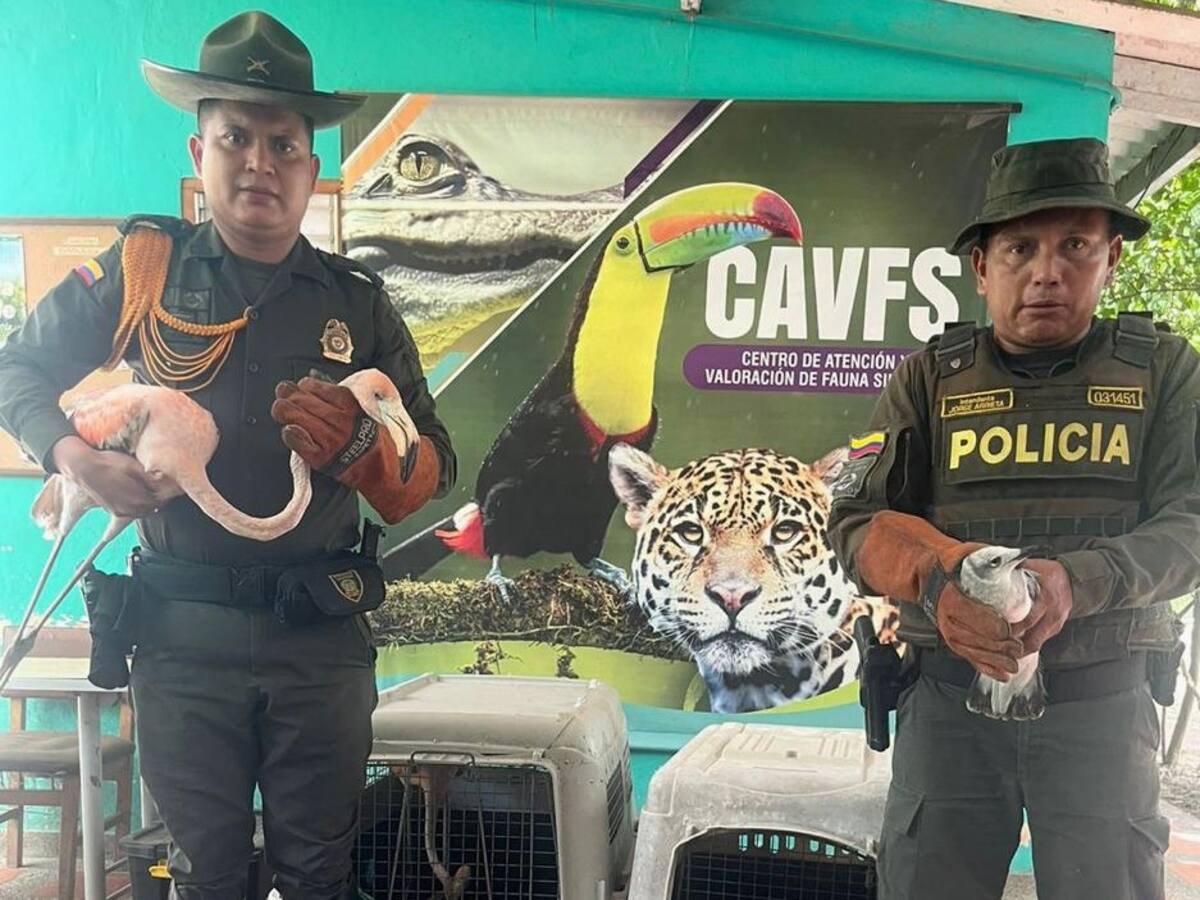 Recuperados 14 flamencos rosados y 9 gaviotas en Ciénaga, Magdalena