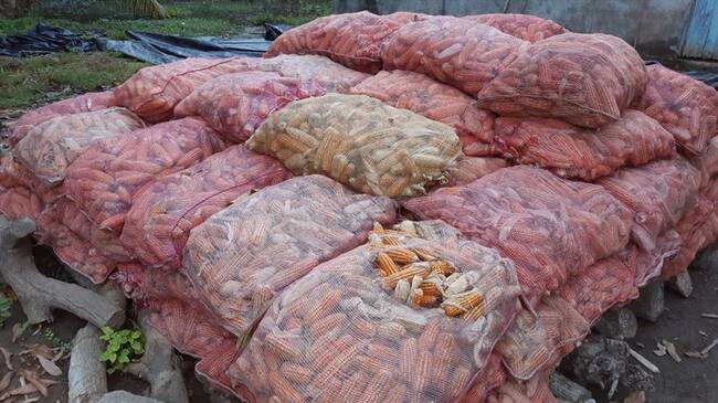 Cerca de 20 mil toneladas de maíz están represadas en Córdoba por falta de compradores. Foto: Cortesía