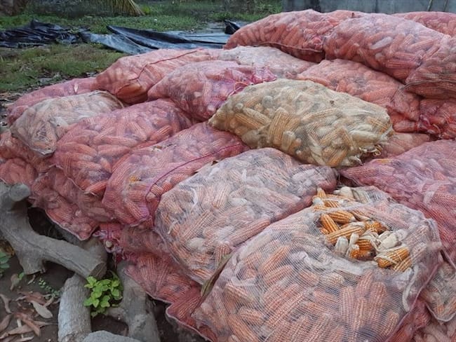 Cerca de 20 mil toneladas de maíz están represadas en Córdoba por falta de compradores. Foto: Cortesía