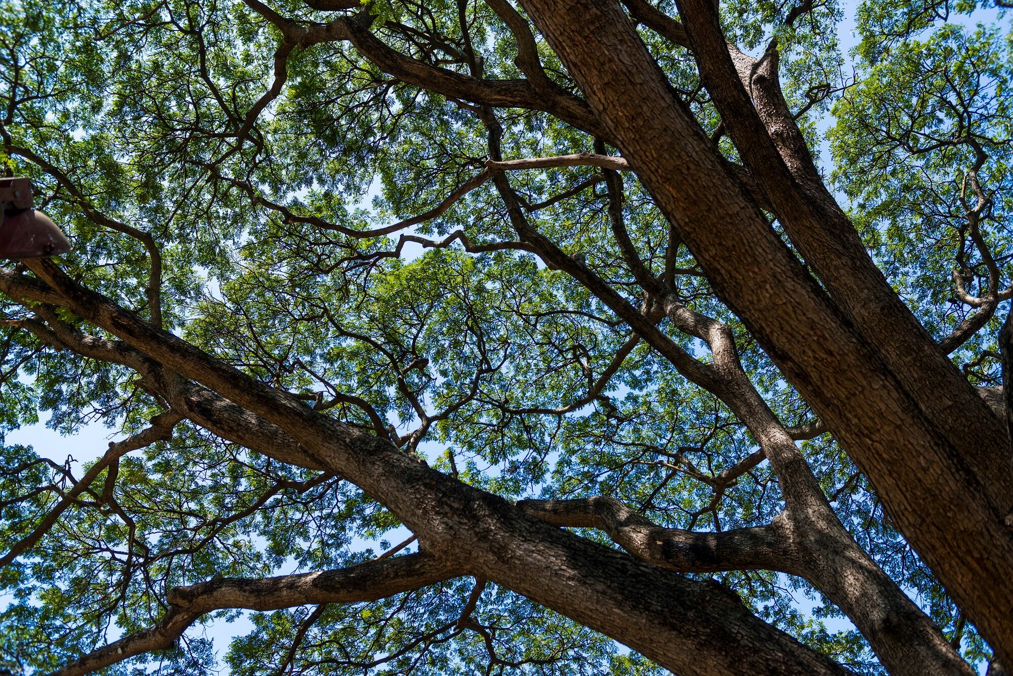 Árbol samán. Foto: Getty Images