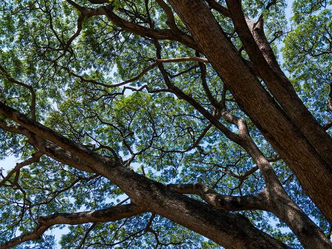 Árbol samán. Foto: Getty Images