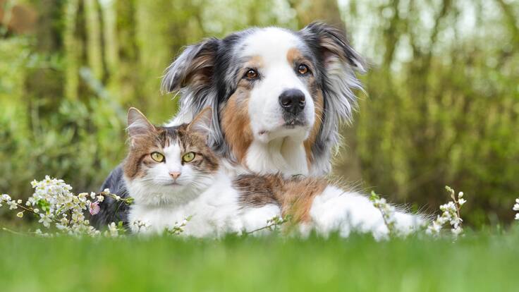 Soluciones W: donan malla eslabonada para fundación que rescata perros y gatos