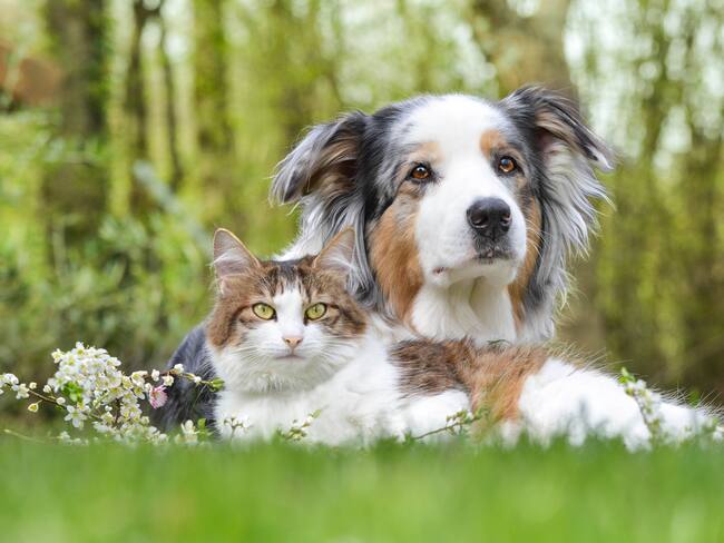 Soluciones W: donan malla eslabonada para fundación que rescata perros y gatos