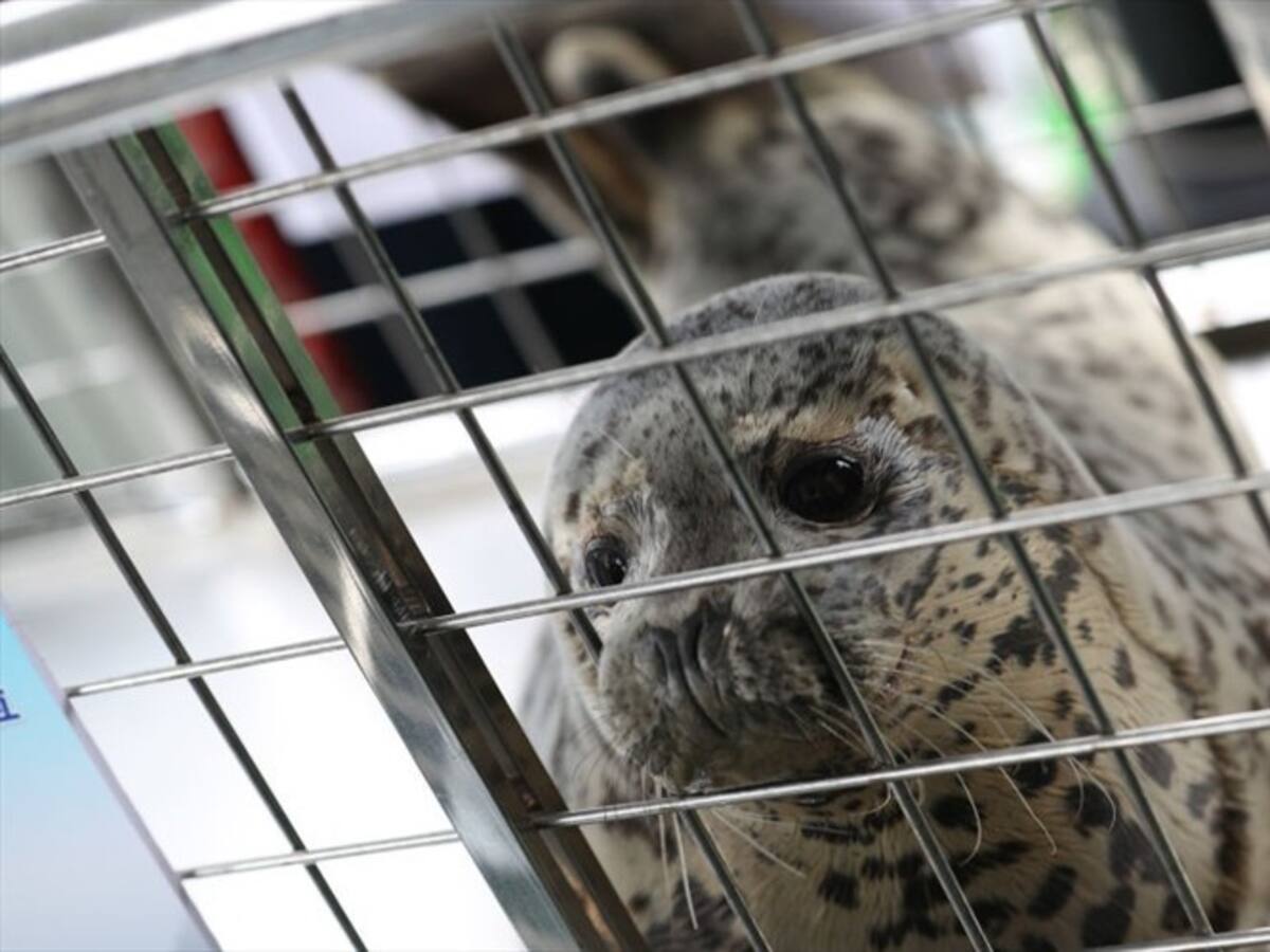 Según el Ipbes, un millón de especies de animales están en vía de extinción