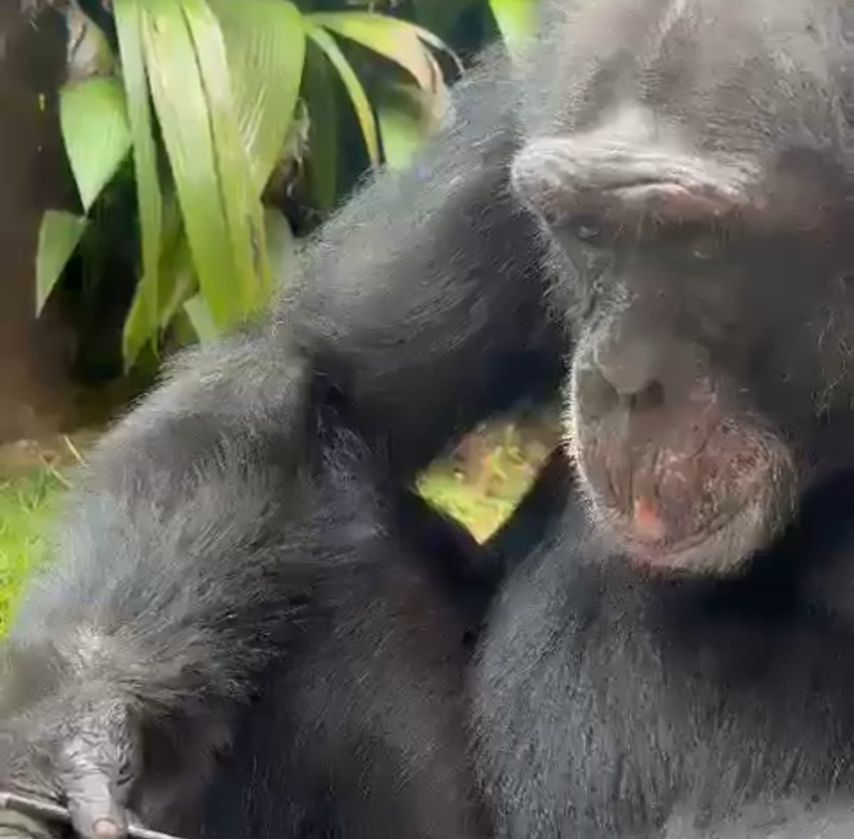 Foto suministrada por Bioparque Ukumarí