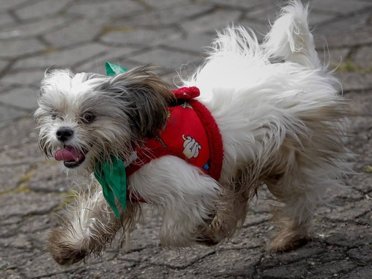 Distrito destinará $52.000 millones a la protección animal