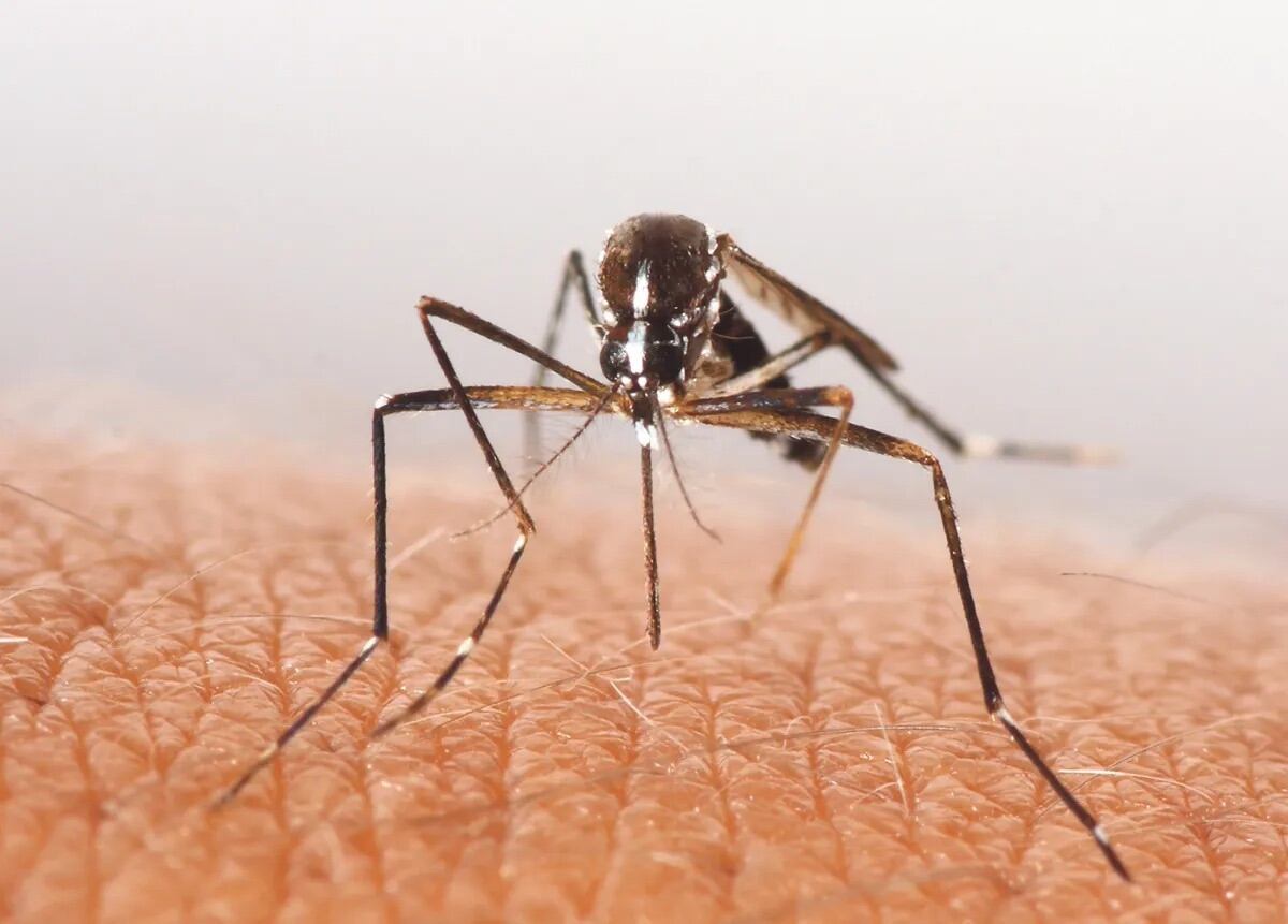 Aumento de casos de malaria en Risaralda / Foto: Agencia EFE