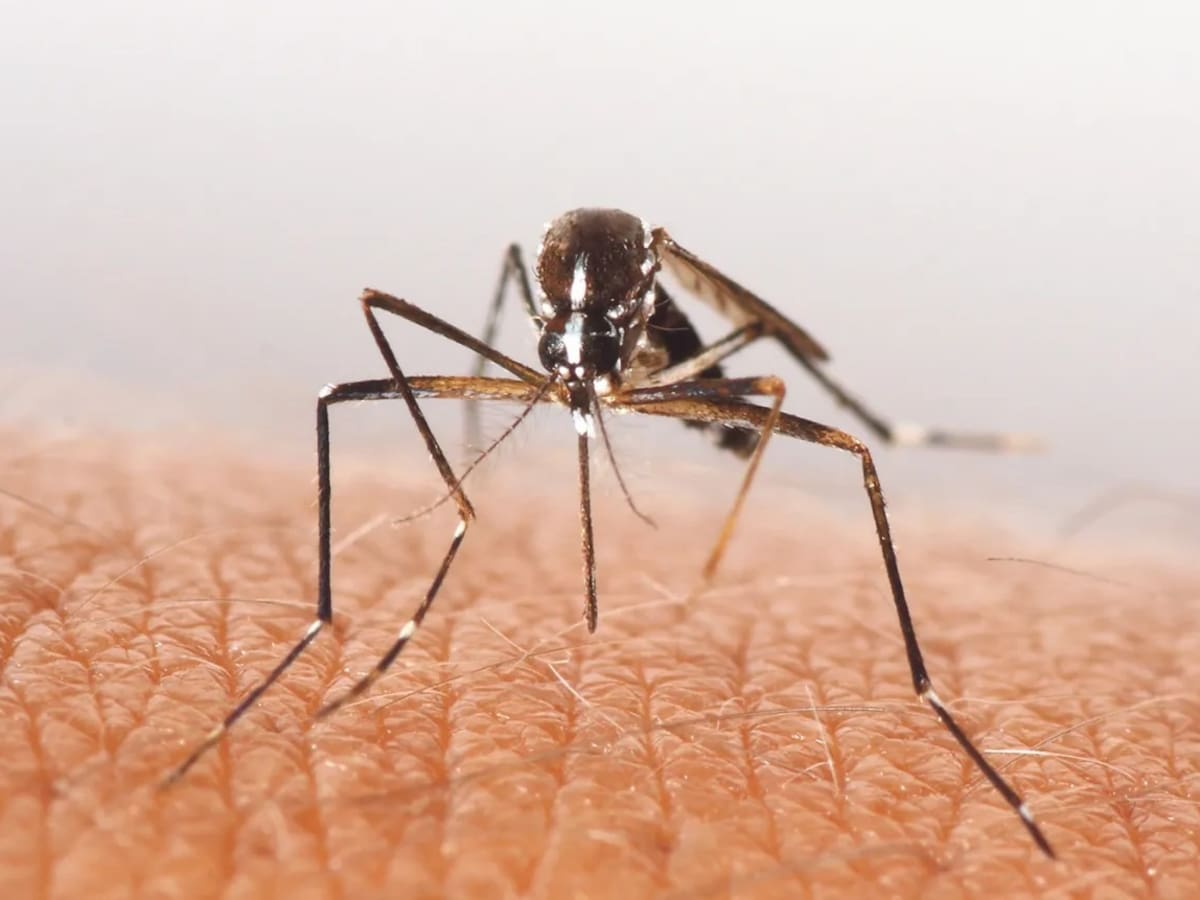 Alerta por aumento de casos de malaria en Mistrató y Pueblo Rico, Risaralda