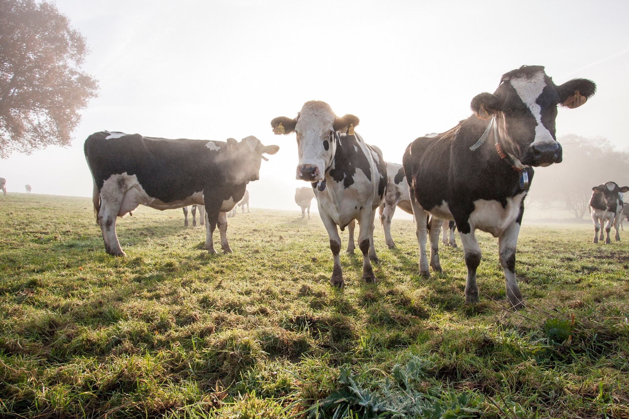 Imagen de referencia de vacas: Foto: Getty Images